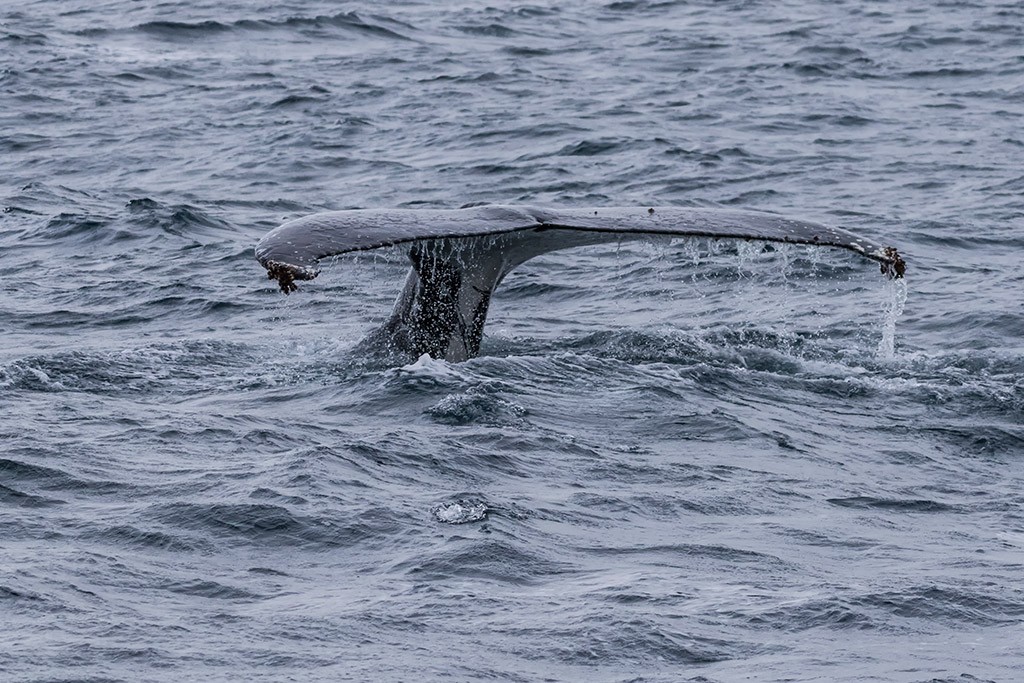 Click image for larger version

Name:	Rhyll Whale Watch 28.jpg
Views:	41
Size:	250.0 KB
ID:	465525