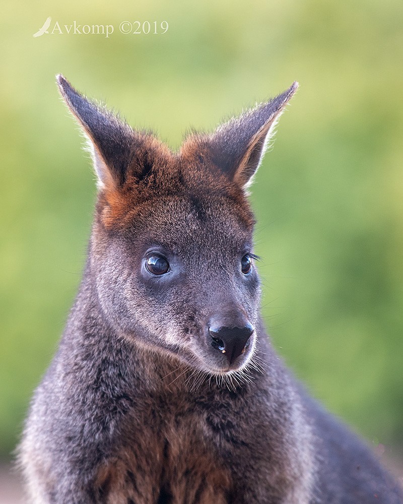 Click image for larger version

Name:	swamp wallaby 1351a.jpg
Views:	52
Size:	198.3 KB
ID:	465726