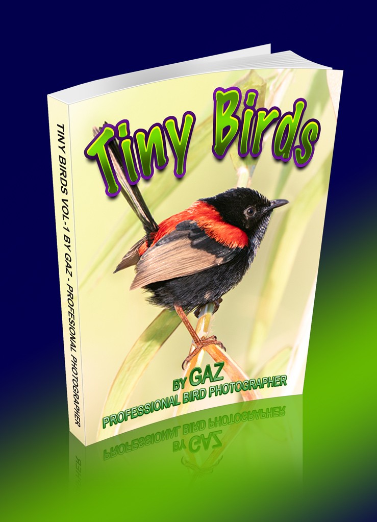 Click image for larger version

Name:	Gaz-Tiny-Birds-copy.jpg
Views:	52
Size:	126.8 KB
ID:	465898