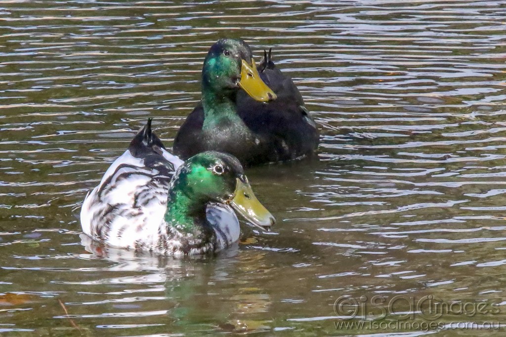 Click image for larger version

Name:	0260-Mallards_Hybrids.jpg
Views:	30
Size:	232.3 KB
ID:	465976