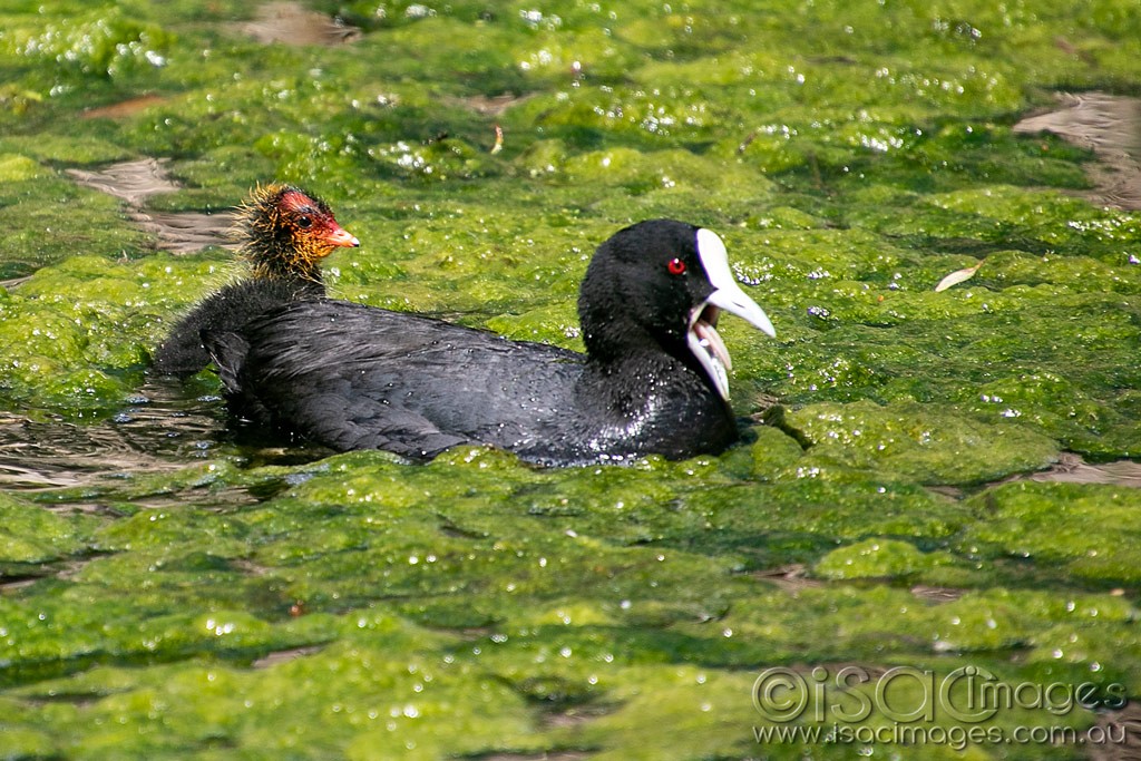 Click image for larger version

Name:	0530-Eurasian_Coots.jpg
Views:	47
Size:	246.6 KB
ID:	466114