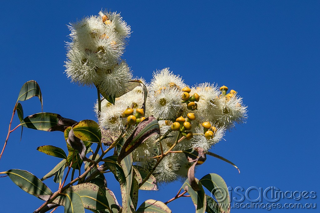 Click image for larger version

Name:	0528-Flowering_Gum.jpg
Views:	29
Size:	191.8 KB
ID:	466116