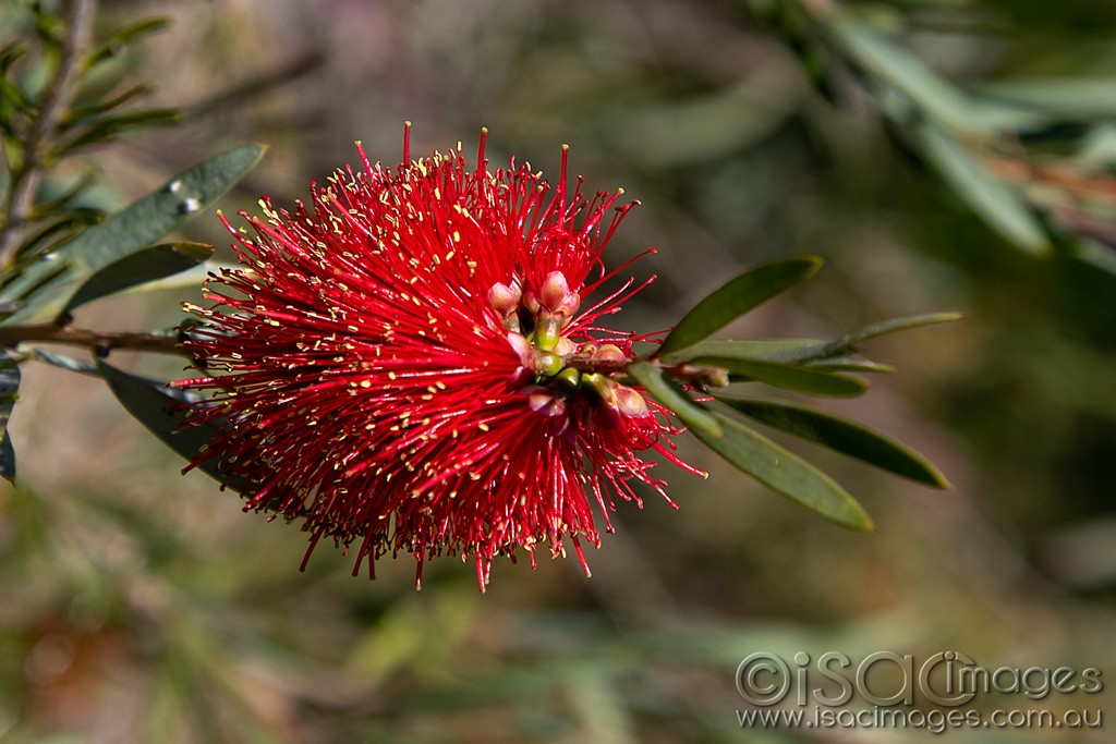 Click image for larger version

Name:	0525-Callistemon.jpg
Views:	28
Size:	165.9 KB
ID:	466117