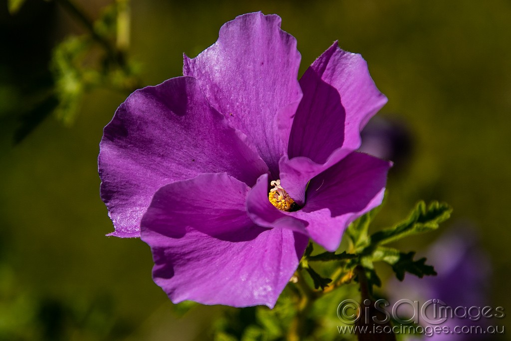 Click image for larger version

Name:	0523-Purple_Flower.jpg
Views:	30
Size:	124.2 KB
ID:	466118