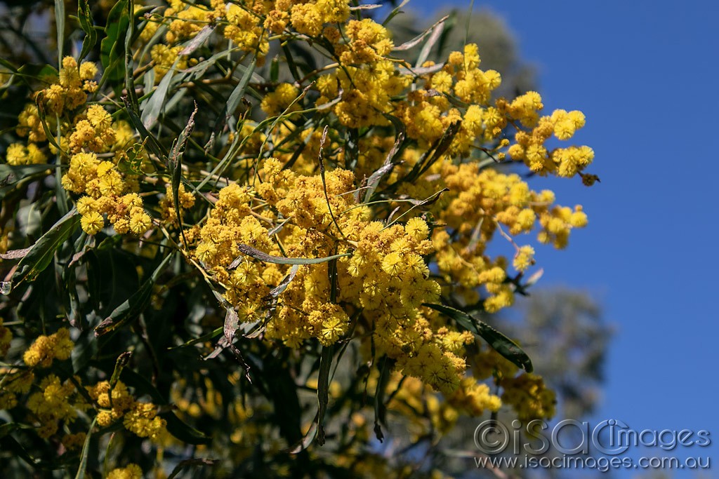 Click image for larger version

Name:	0527-Wattle.jpg
Views:	18
Size:	215.5 KB
ID:	466119