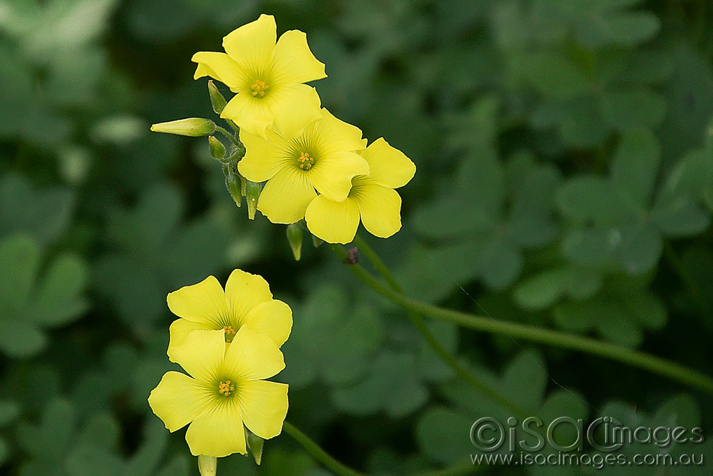 Click image for larger version

Name:	0512-Oxalis_Weed.jpg
Views:	26
Size:	143.5 KB
ID:	466126