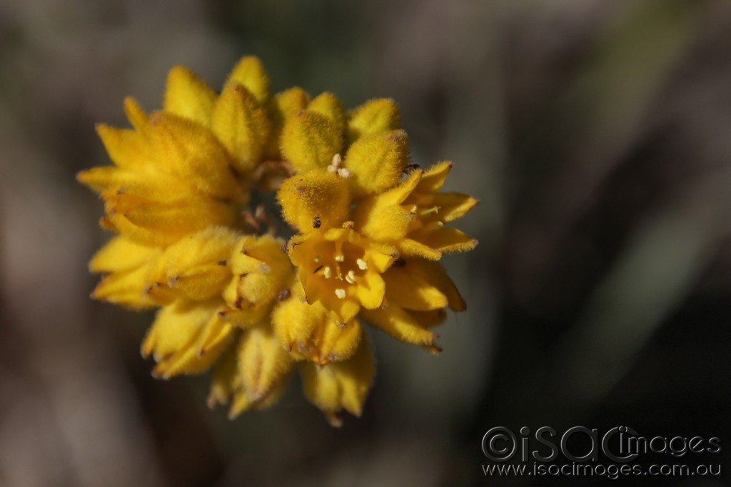 Click image for larger version

Name:	0517-Yellow_Weed.jpg
Views:	26
Size:	80.8 KB
ID:	466128