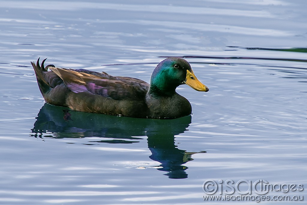 Click image for larger version  Name:	0592-Mallard.jpg Views:	1 Size:	133.8 KB ID:	466243