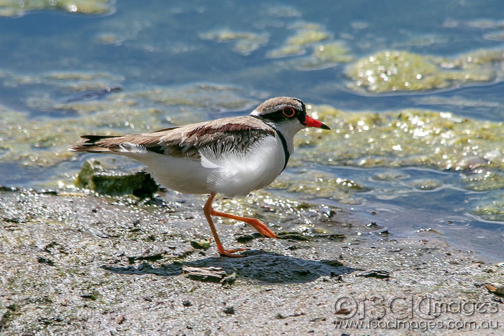 Click image for larger version  Name:	0647-Black_Fronted_Dotterel.jpg Views:	1 Size:	231.7 KB ID:	466244