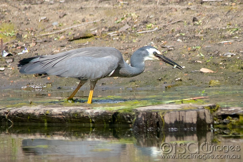 Click image for larger version  Name:	0661-White_Faced_Heron.jpg Views:	1 Size:	234.9 KB ID:	466245