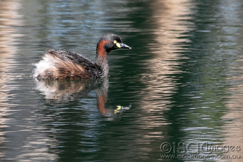 Click image for larger version  Name:	0688-Australasian_Grebe.jpg Views:	1 Size:	216.1 KB ID:	466246