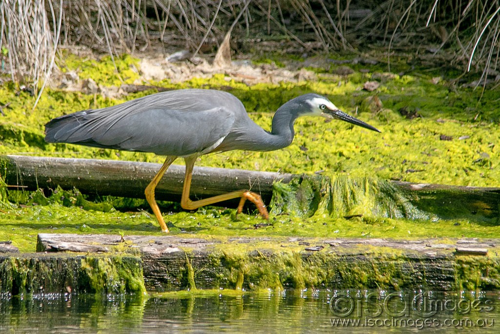 Click image for larger version  Name:	0713-White_Faced_Heron.jpg Views:	1 Size:	279.3 KB ID:	466247