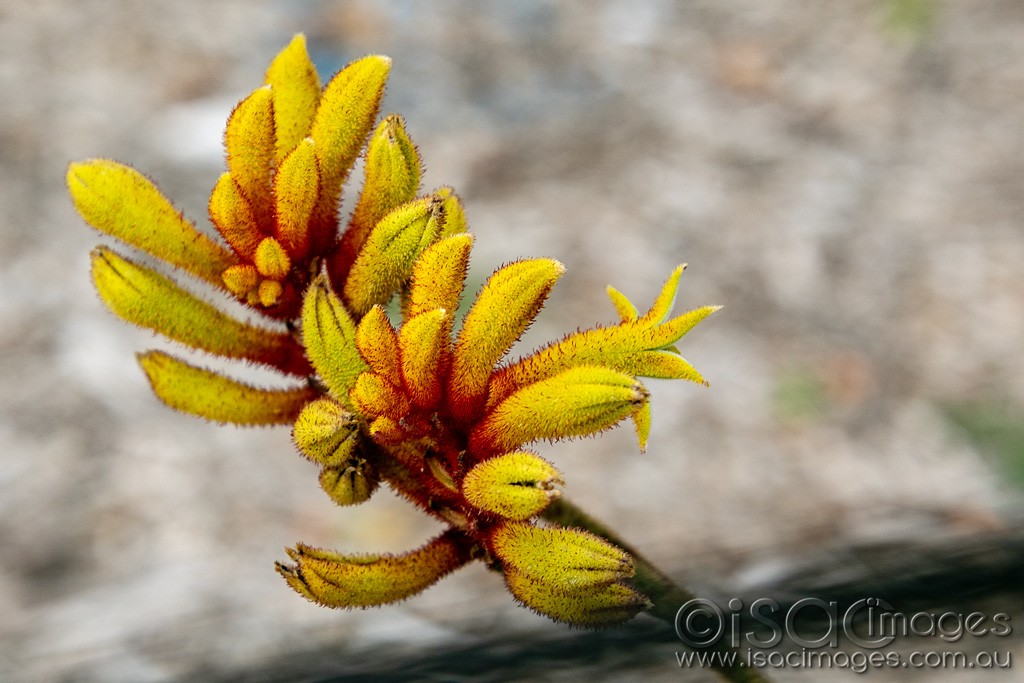 Click image for larger version  Name:	0579-Yellow_Kangaroo_Paw.jpg Views:	1 Size:	158.8 KB ID:	466249