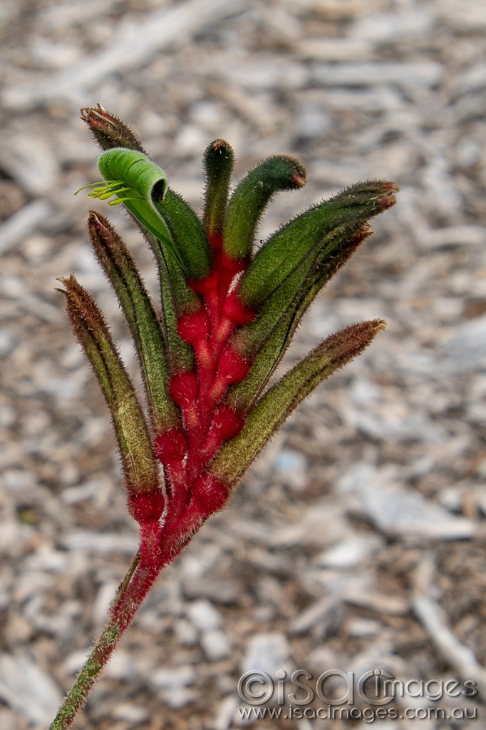 Click image for larger version  Name:	0582-Kangaroo_Paw.jpg Views:	1 Size:	168.7 KB ID:	466250