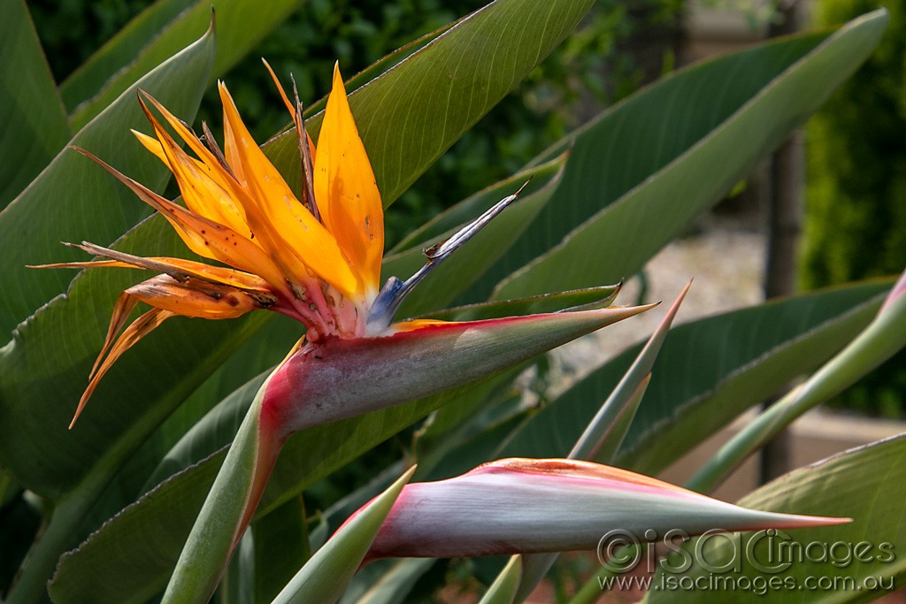 Click image for larger version  Name:	0604-Bird_of_Paradise.jpg Views:	1 Size:	159.6 KB ID:	466251