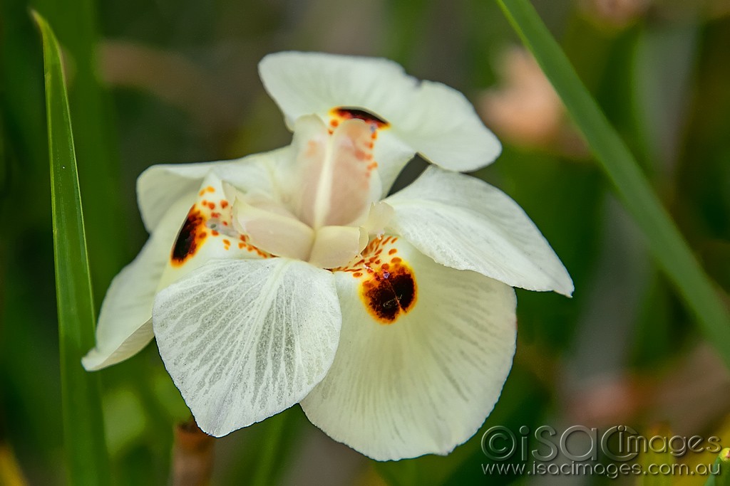 Click image for larger version  Name:	0606-White_Flower.jpg Views:	1 Size:	112.3 KB ID:	466252