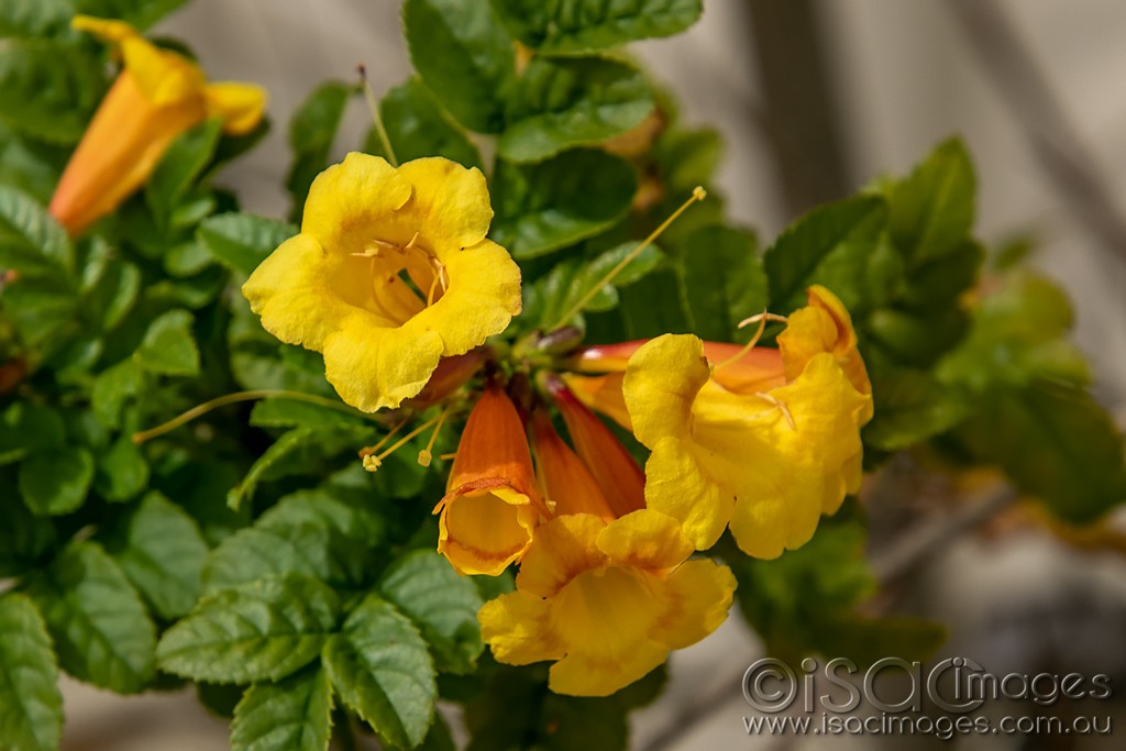 Click image for larger version  Name:	0609-Yellow_Flowers.jpg Views:	1 Size:	120.6 KB ID:	466253