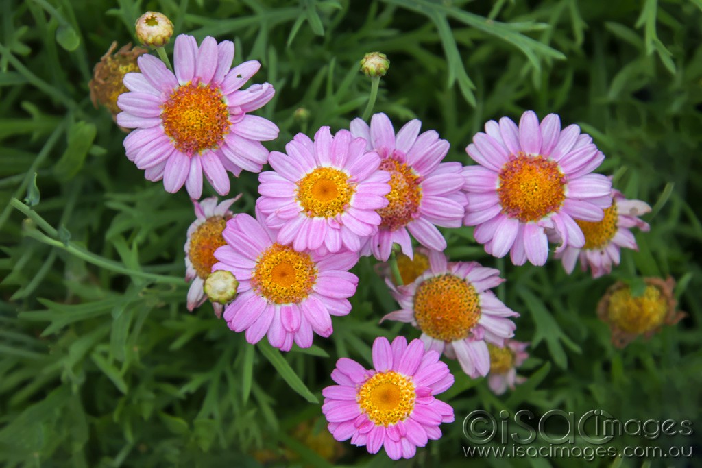 Click image for larger version  Name:	0610-Pink_Flowers.jpg Views:	1 Size:	161.2 KB ID:	466254