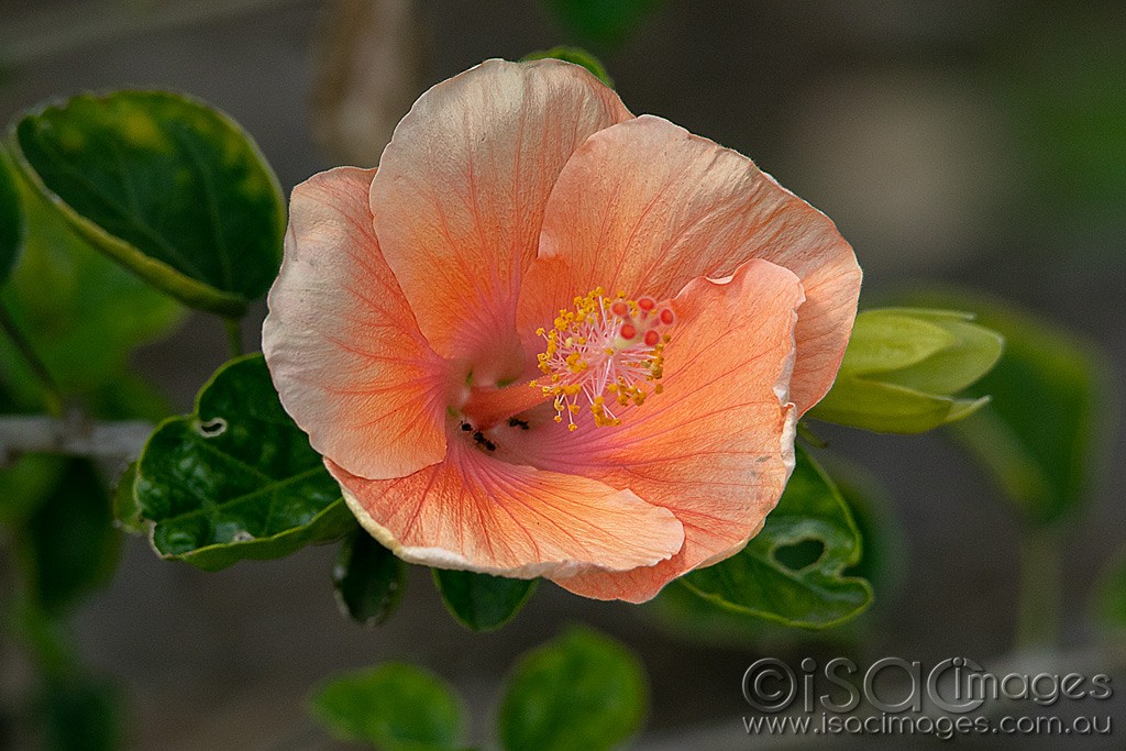 Click image for larger version

Name:	0761-Orange_Hibiscus.jpg
Views:	16
Size:	190.3 KB
ID:	466259