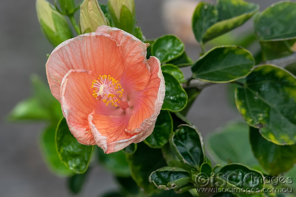 Click image for larger version

Name:	0756-Orange_Hibiscus.jpg
Views:	14
Size:	148.2 KB
ID:	466260