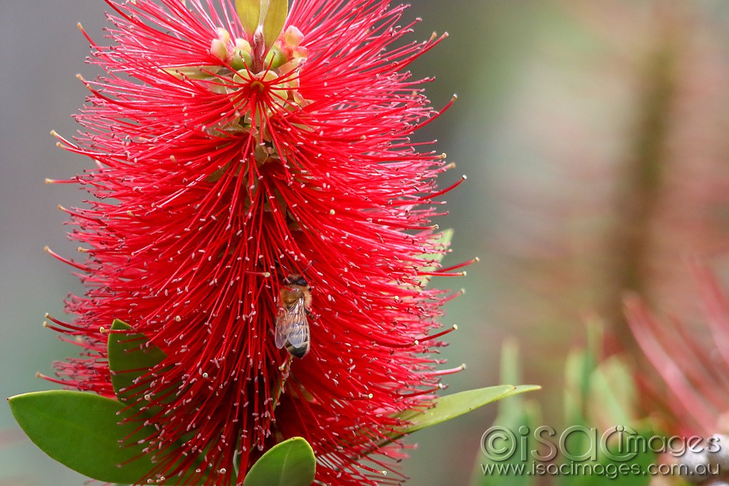 Click image for larger version

Name:	0743-Bee_in_Bottlebrush.jpg
Views:	11
Size:	199.1 KB
ID:	466261