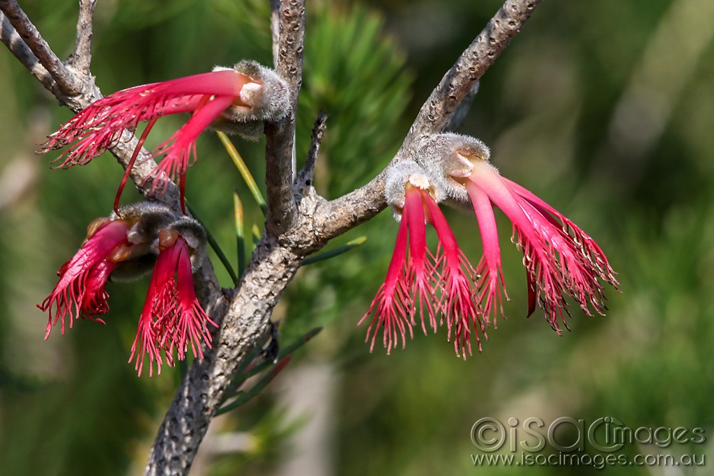 Click image for larger version

Name:	0842-Single_Sided_Bottlebrush.jpg
Views:	28
Size:	167.1 KB
ID:	466411