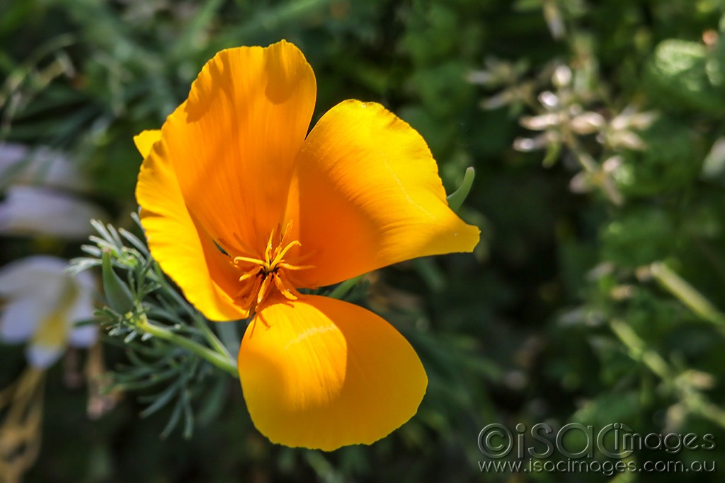 Click image for larger version

Name:	0905-Orange_Flower.jpg
Views:	22
Size:	111.6 KB
ID:	466412