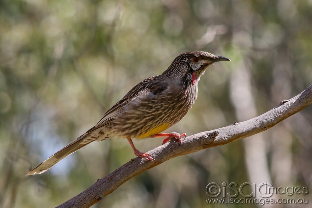 Click image for larger version

Name:	0778-Red_Wattle_Bird.jpg
Views:	31
Size:	121.1 KB
ID:	466414