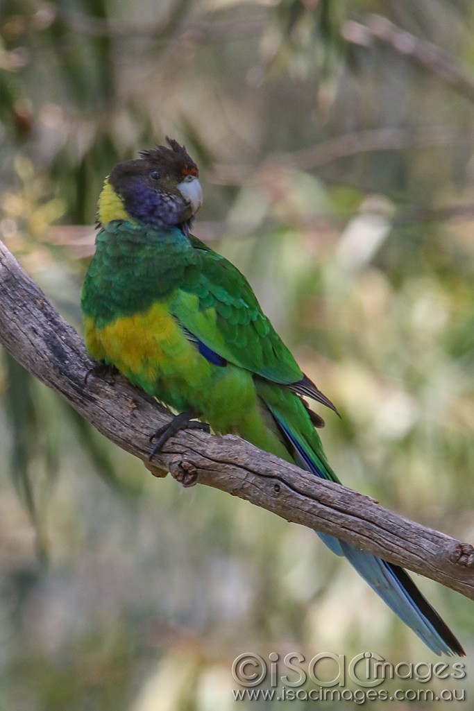 Click image for larger version

Name:	0837-28_Parrot.jpg
Views:	20
Size:	132.1 KB
ID:	466415