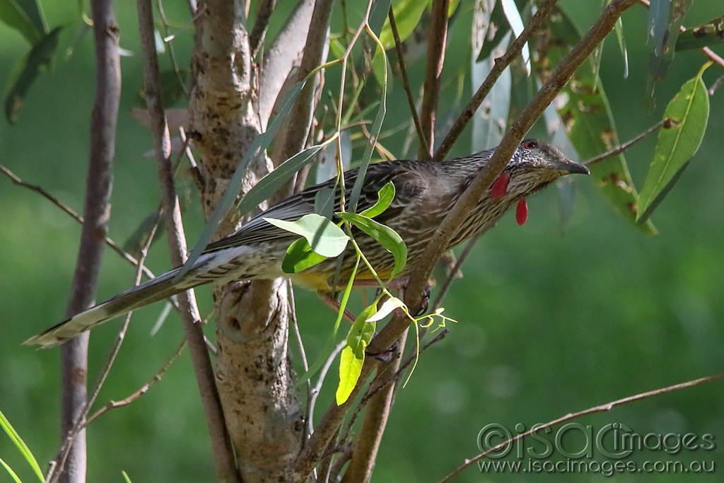 Click image for larger version

Name:	0786-Red_Wattle_Bird.jpg
Views:	22
Size:	187.4 KB
ID:	466417