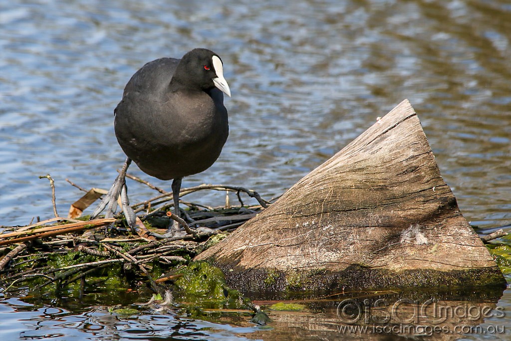 Click image for larger version

Name:	0855-Eurasian_Coot.jpg
Views:	27
Size:	242.6 KB
ID:	466416