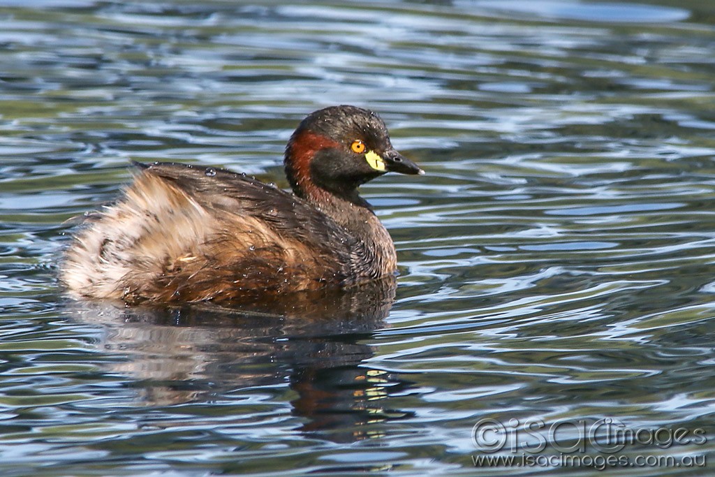 Click image for larger version

Name:	0863-Australasian_Grebe.jpg
Views:	10
Size:	212.5 KB
ID:	466420