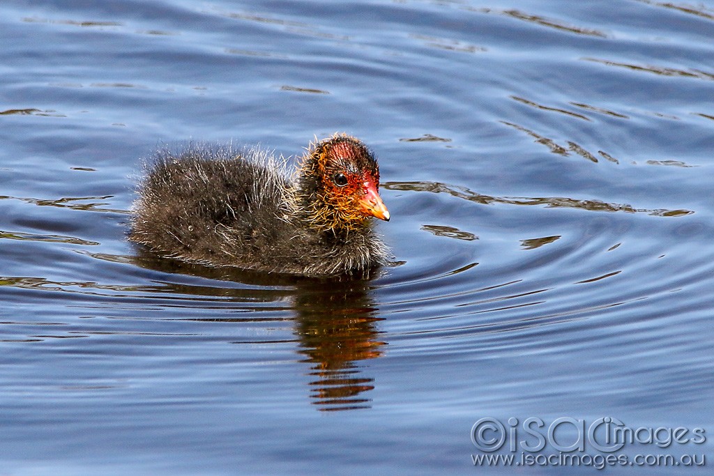 Click image for larger version

Name:	0880-Eurasian_Coot_Baby.jpg
Views:	16
Size:	193.5 KB
ID:	466421