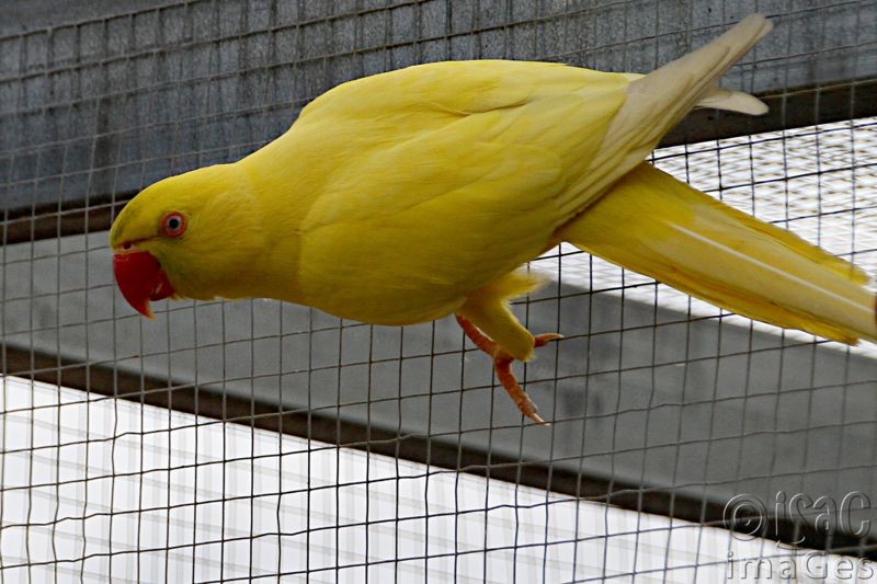 Click image for larger version

Name:	Indian Ringneck parrot Female.jpg
Views:	21
Size:	108.2 KB
ID:	466436