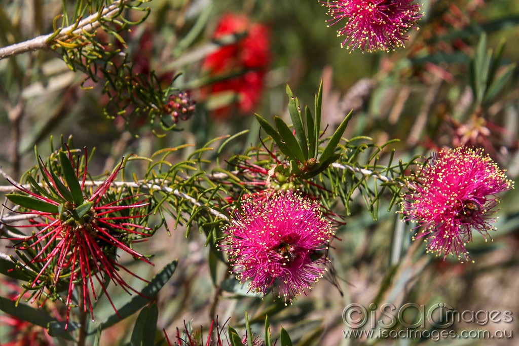 Click image for larger version

Name:	1247-Pink_Bottlebrush.jpg
Views:	29
Size:	219.8 KB
ID:	466514