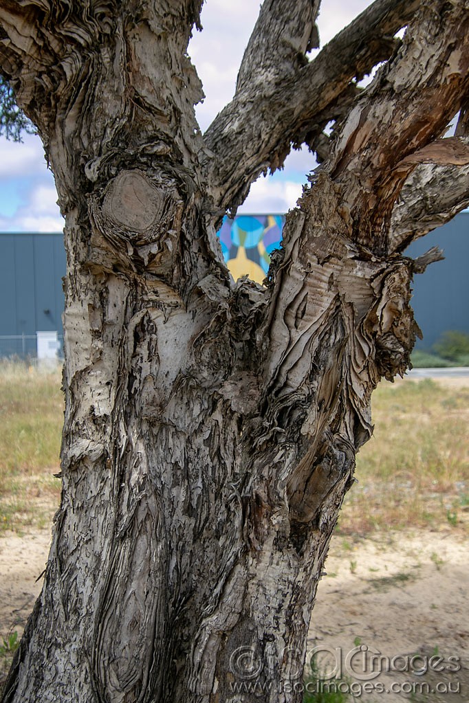 Click image for larger version

Name:	1296-PaperBark_Tree.jpg
Views:	32
Size:	277.7 KB
ID:	466515