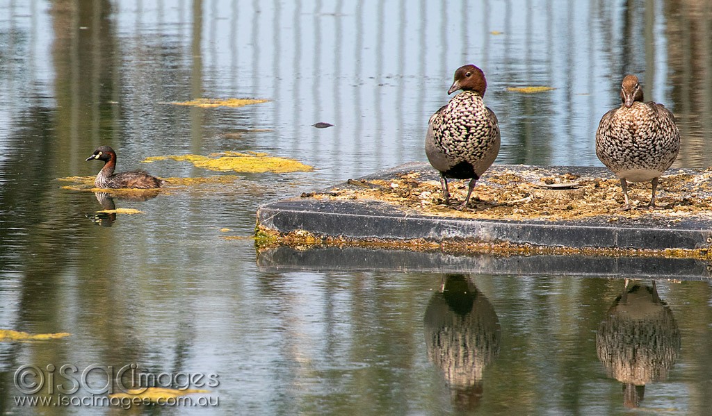 Click image for larger version  Name:	1212-Wood_Ducks_Grebe.jpg Views:	1 Size:	223.3 KB ID:	466520