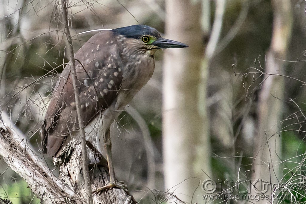 Click image for larger version

Name:	1174-Juvenile_Nankeen_Night_Heron.jpg
Views:	39
Size:	218.0 KB
ID:	466596