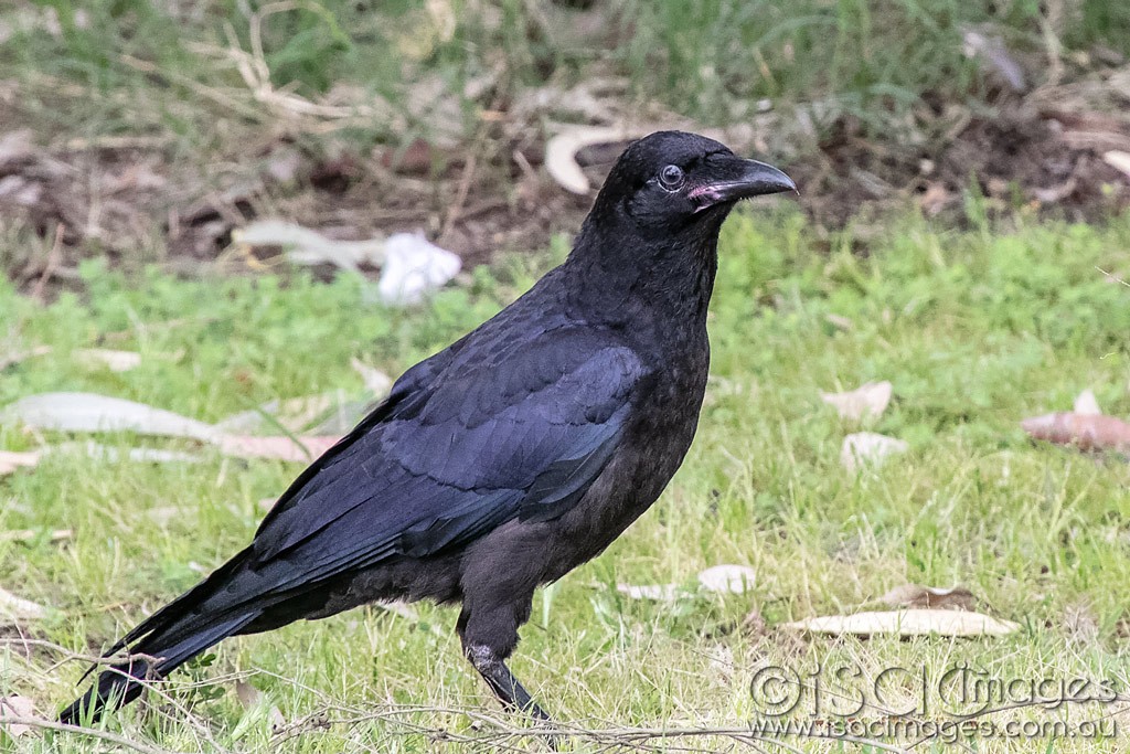 Click image for larger version

Name:	1415-Crow.jpg
Views:	52
Size:	236.6 KB
ID:	466597