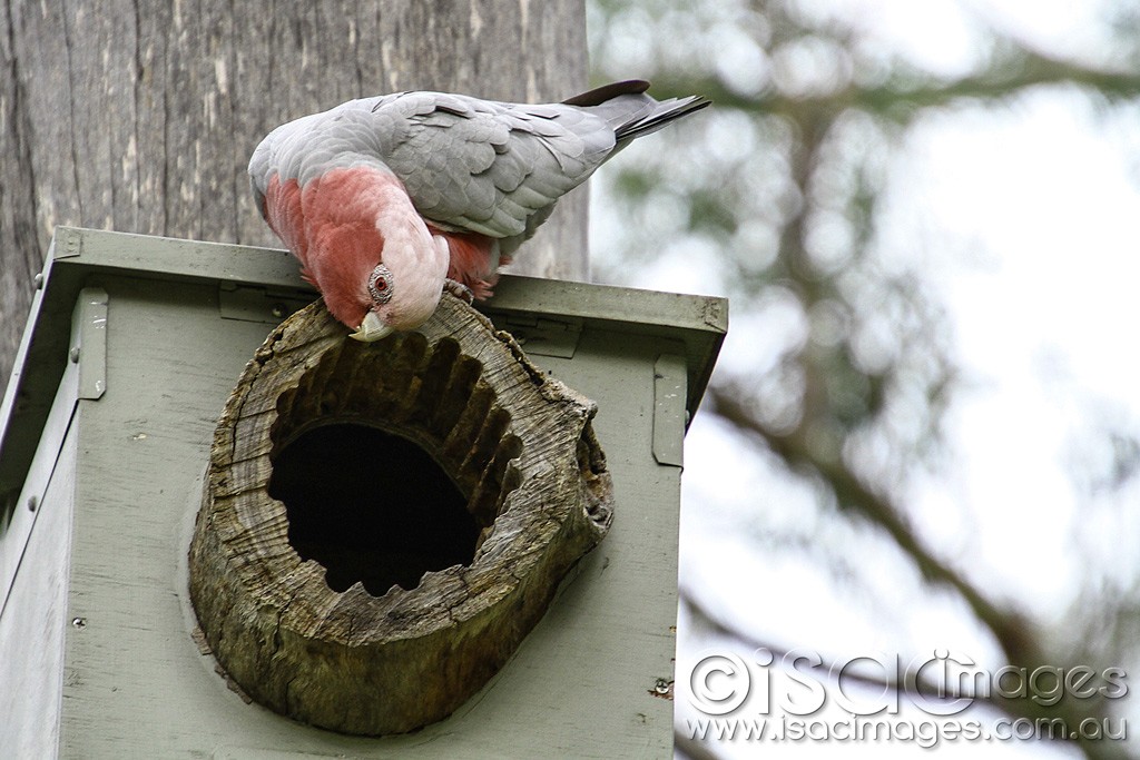 Click image for larger version

Name:	0608-Pink-and-Grey-Galah.jpg
Views:	39
Size:	175.0 KB
ID:	466602