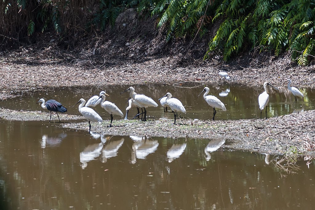 Click image for larger version  Name:	Cairns 2019 022.jpg Views:	1 Size:	263.2 KB ID:	466670