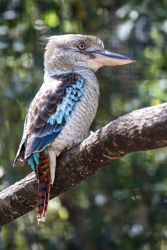 Click image for larger version

Name:	Kooka.jpg
Views:	44
Size:	162.0 KB
ID:	466689