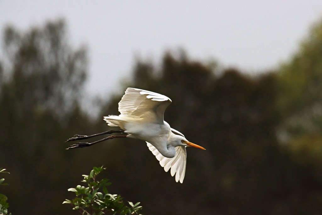 Click image for larger version  Name:	Egret 1.jpg Views:	1 Size:	94.4 KB ID:	466764