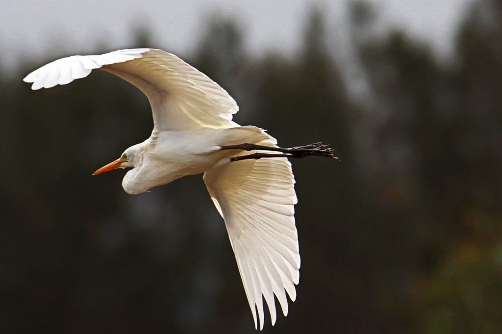 Click image for larger version

Name:	Egret 4.jpg
Views:	38
Size:	93.5 KB
ID:	466781