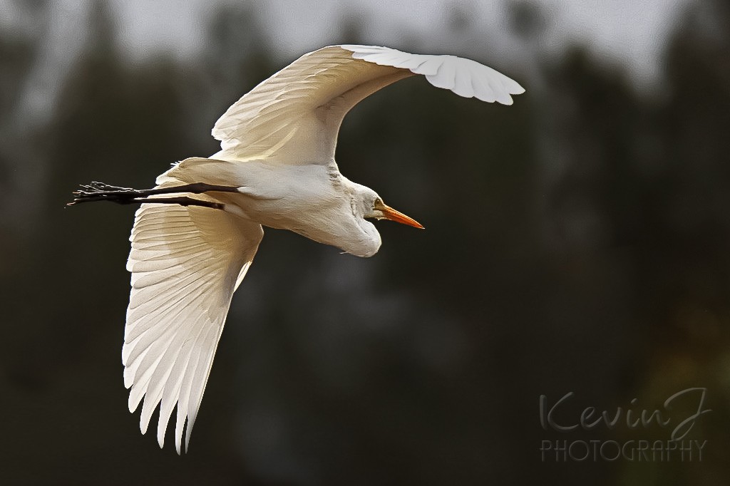 Click image for larger version

Name:	Egret.jpg
Views:	23
Size:	94.3 KB
ID:	466786