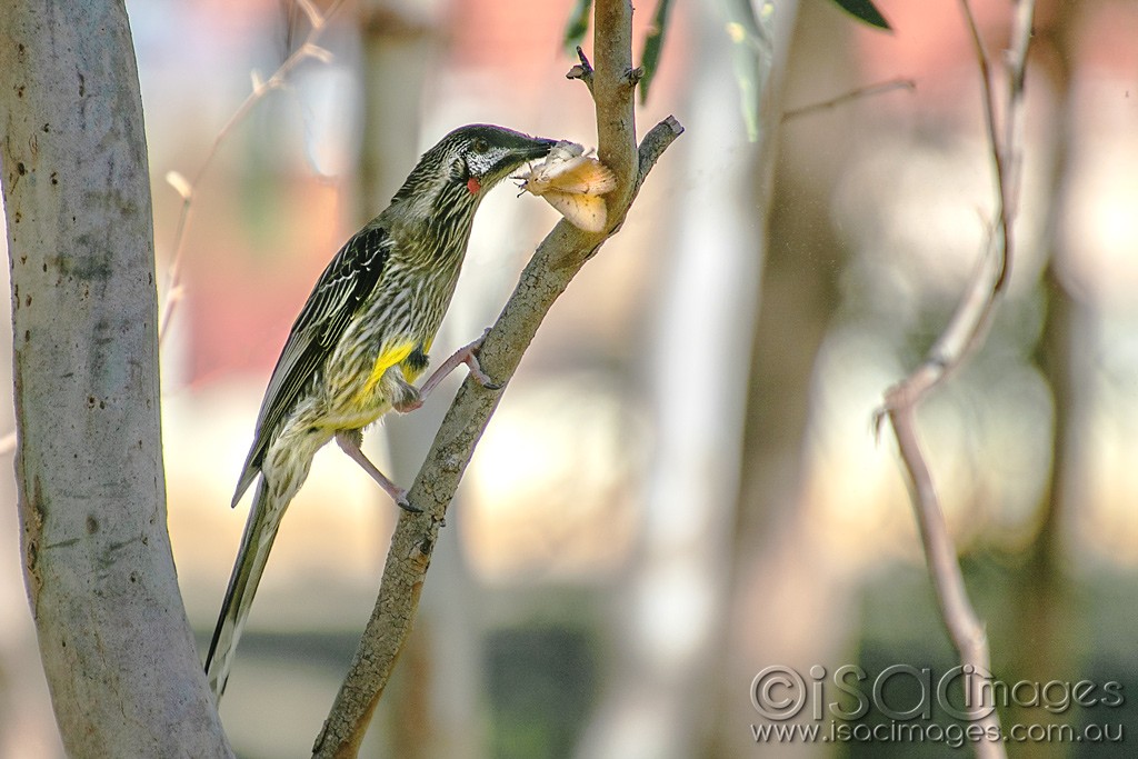 Click image for larger version

Name:	1576-RedWattle_with_moth.jpg
Views:	50
Size:	154.5 KB
ID:	466790