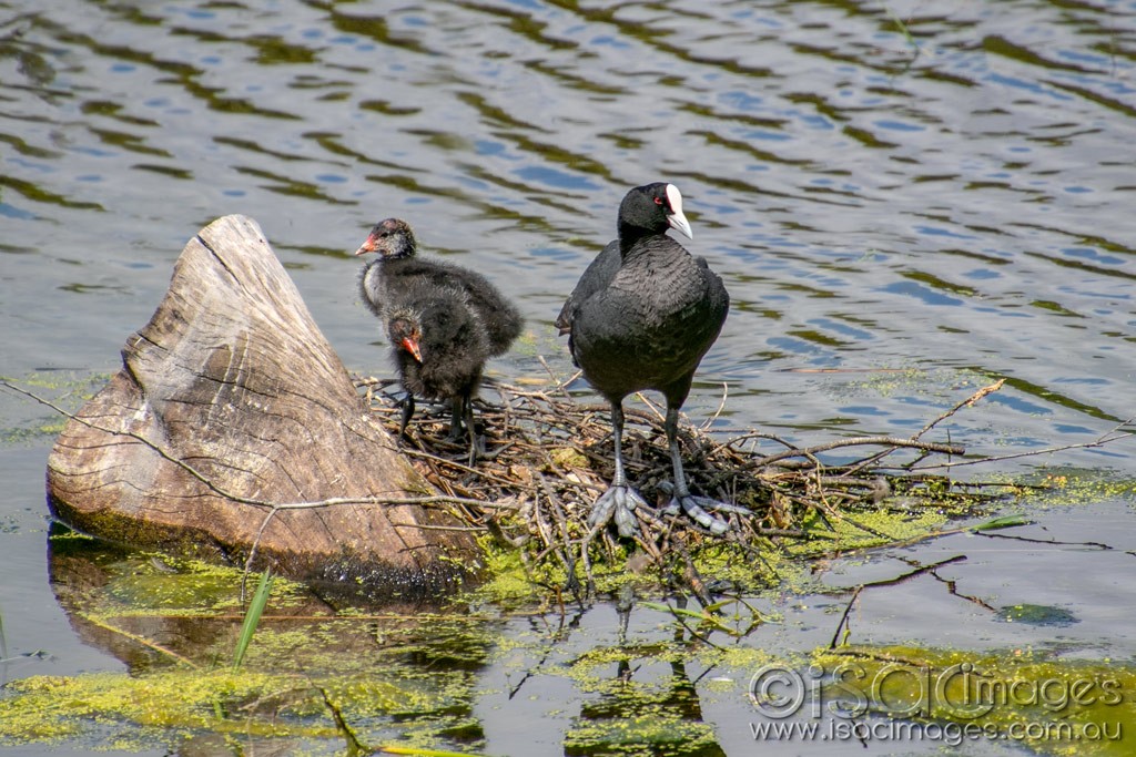 Click image for larger version

Name:	1668-Coot_with_Babies.jpg
Views:	22
Size:	236.3 KB
ID:	466827