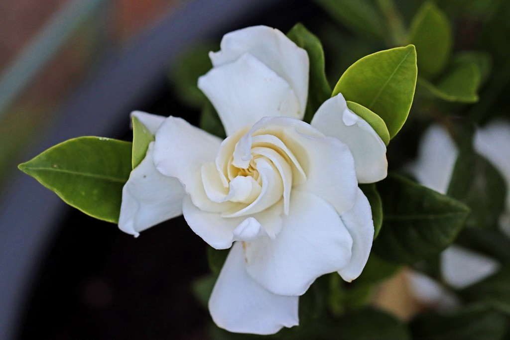 Click image for larger version

Name:	Gardenia 1.jpg
Views:	42
Size:	107.7 KB
ID:	466854