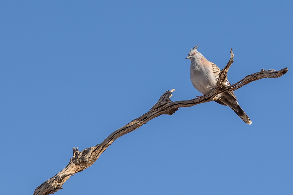 Click image for larger version  Name:	Mildura Trip 2019_0132.jpg Views:	1 Size:	54.3 KB ID:	466912