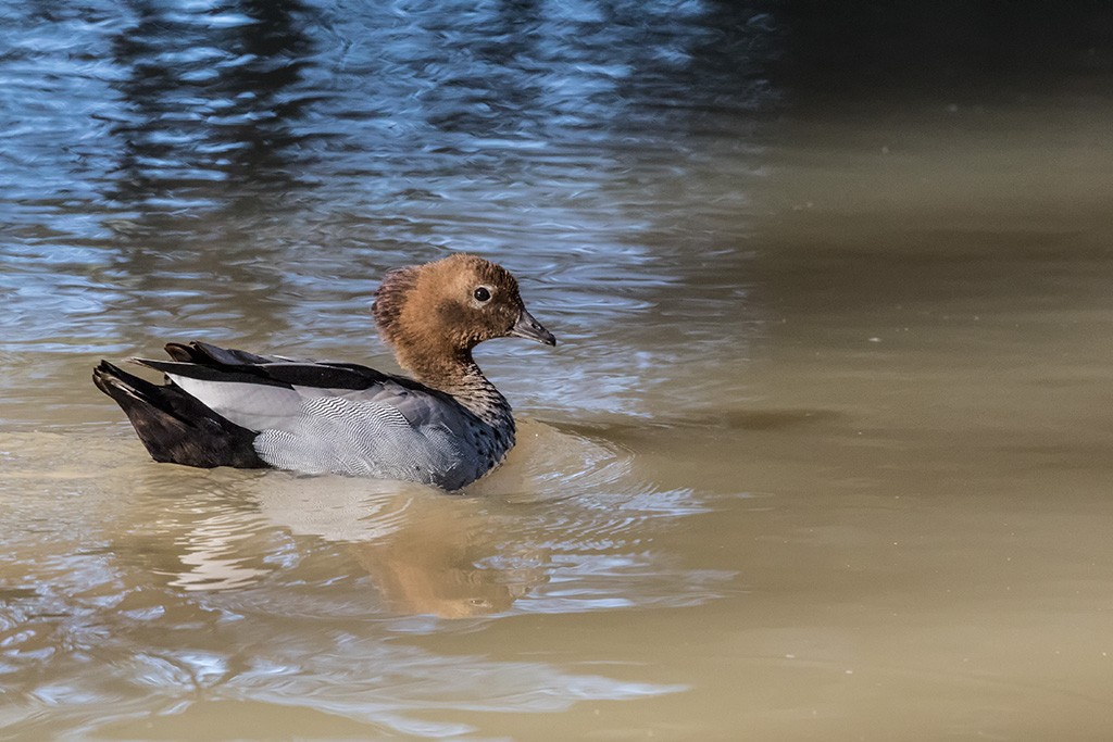 Click image for larger version

Name:	Mildura Trip 2019_0052.jpg
Views:	33
Size:	163.9 KB
ID:	466934